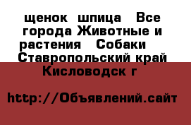 щенок  шпица - Все города Животные и растения » Собаки   . Ставропольский край,Кисловодск г.